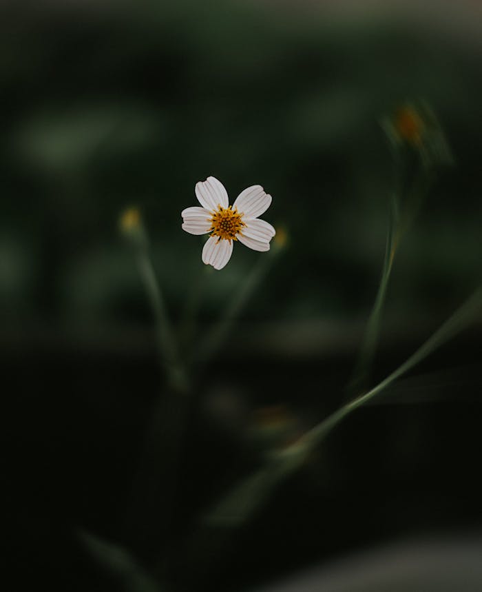 Close-up of a single white flower against a dark green blurred garden background, radiating serene beauty.